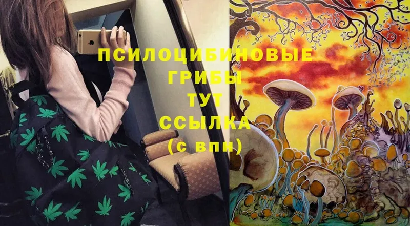 наркотики  Армянск  Галлюциногенные грибы Cubensis 